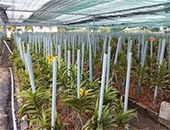 ỐNG NHỰA GIÁ RẺ TRỒNG LAN